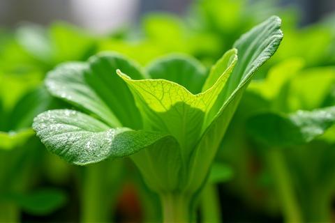 Close-up view of vegetables growing in an urban farm setup